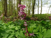 Corydalis cava 39, Holwortel, Saxifraga-Hans Grotenhuis