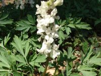Corydalis cava 4, Holwortel, Saxifraga-Jasenka Topic