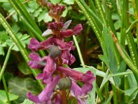 Corydalis cava 40, Holwortel, Saxifraga-Hans Grotenhuis