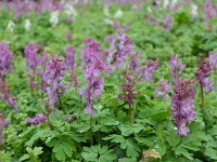 Corydalis cava 47, Holwortel, Saxifraga-Michiel rok2