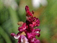 Corydalis cava 7, Holwortel, Saxifraga-Hans Dekker