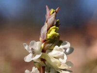 Corydalis cava 8, Holwortel, Saxifraga-Hans Dekker