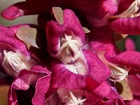 Corydalis cava 9, Holwortel, Saxifraga-Hans Dekker