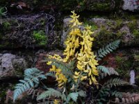 Corydalis cheilanthifolia 11, Varenhelmbloem, Saxifraga-Ed Stikvoort