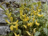 Corydalis cheilanthifolia 12, Varenhelmbloem, Saxifraga-Ed Stikvoort