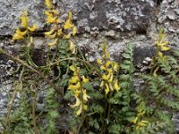 Corydalis cheilanthifolia 13, Varenhelmbloem, Saxifraga-Ed Stikvoort