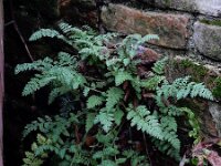 Corydalis cheilanthifolia 19, Varenhelmbloem, Saxifraga-Ed Stikvoort