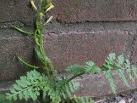 Corydalis cheilanthifolia 4, Varenhelmbloem, Saxifraga-Rutger Barendse