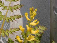 Corydalis cheilanthifolia 7, Varenhelmbloem, Saxifraga-Ed Stikvoort
