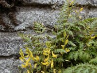Corydalis cheilanthifolia 8, Varenhelmbloem, Saxifraga-Ed Stikvoort
