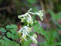 Corydalis ochroleuca 3, Geelwitte helmbloem, Saxifraga-Jasenka Topic