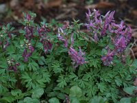 Corydalis solida 10, Vingerhelmbloem, Saxifraga-Willem van Kruijsbergen