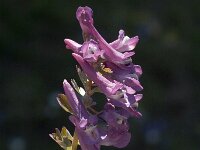 Corydalis solida 15, Vingerhelmbloem, Saxifraga-Jan van der Straaten