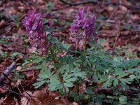 Corydalis solida 2, Vingerhelmbloem, Saxifraga-Willem van Kruijsbergen