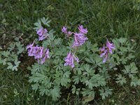 Corydalis solida 21, Vingerhelmbloem, Saxifraga-Peter Meininger