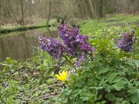 Corydalis solida 26, Vingerhelmbloem, Saxifraga-Willem van Kruijsbergen