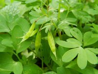 Corydalis solida 30, Vingerhelmbloem, Saxifraga-Rutger Barendse
