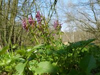 Corydalis solida 31, Vingerhelmbloem, Saxifraga-Rutger Barendse