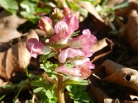 Corydalis solida 34, Vingerhelmbloem, Saxifraga-Rutger Barendse