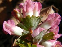 Corydalis solida 35, Vingerhelmbloem, Saxifraga-Rutger Barendse