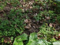 Corydalis solida 36, Vingerhelmbloem, Saxifraga-Hans Boll
