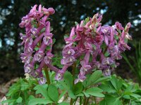 Corydalis solida 41, Vingerhelmbloem, Saxifraga-Ed Stikvoort