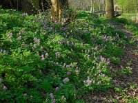 Corydalis solida 42, Vingerhelmbloem, Saxifraga-Ed Stikvoort