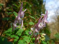 Corydalis solida 46, Vingerhelmbloem, Saxifraga-Ed Stikvoort