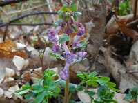 Corydalis solida 49, Vingerhelmbloem, Saxifraga-Ed Stikvoort