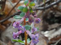 Corydalis solida 50, Vingerhelmbloem, Saxifraga-Ed Stikvoort