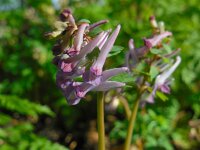 Corydalis solida 51, Vingerhelmbloem, Saxifraga-Ed Stikvoort