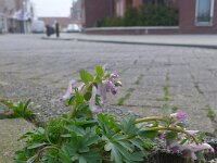 Corydalis solida 53, Vingerhelmbloem, Saxifraga-Jelle van Dijk