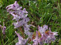 Corydalis solida 71, Vingerhelmbloem, Saxifraga-Harry Jans