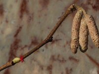 Corylus avellana 10, Hazelaar, Saxifraga-Willem van Kruijsbergen