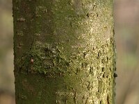 Corylus avellana 11, Hazelaar, Saxifraga-Jan van der Straaten