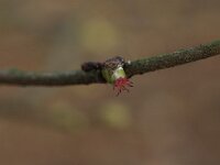 Corylus avellana 12, Hazelaar, female, Saxifraga-Jan van der Straaten