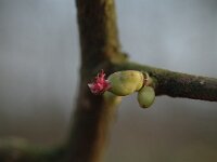 Corylus avellana 13, Hazelaar, female, Saxifraga-Jan van der Straaten