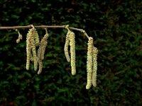 Corylus avellana 14, Hazelaar, male, Saxifraga-Jan van der Straaten