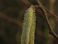 Corylus avellana 16, Hazelaar, male, Saxifraga-Jan van der Straaten