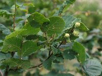 Corylus avellana 18, Hazelaar, Saxifraga-Piet Zomerdijk