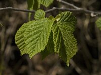 Corylus avellana 19, Hazelaar, Saxifraga-Jan van der Straaten