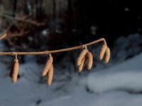 Corylus avellana 2, Hazelaar, Saxifraga-Jan van der Straaten