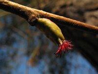 Corylus avellana 20, Hazelaar, Saxifraga-Rutger Barendse