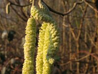 Corylus avellana 21, Hazelaar, Saxifraga-Rutger Barendse