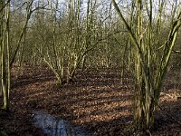 Corylus avellana 22, Hazelaar, Saxifraga-Jan van der Straaten