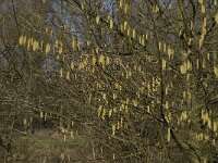 Corylus avellana 24, Hazelaar, Saxifraga-Marijke Verhagen