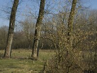 Corylus avellana 27, Hazelaar, Saxifraga-Jan van der Straaten