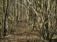Corylus avellana 28, Hazelaar, Saxifraga-Jan van der Straaten