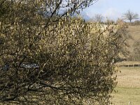 Corylus avellana 3, Hazelaar, Saxifraga-Jan van der Straaten