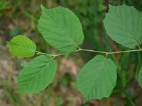 Corylus avellana 31, Hazelaar, Saxifraga-Rudmer Zwerver